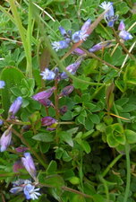 Polygala vulgaris