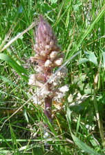 Orobanche du panicaut