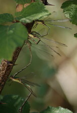 Lestes viridis