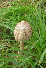 Champignon coulemelle (lépiote élevée)