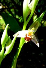 Ophrys (Ophrys apifera)
