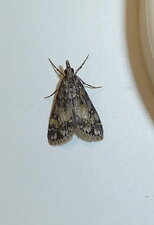 Aglossa caprealis.