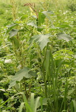 Datura