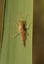 Chironome mâle