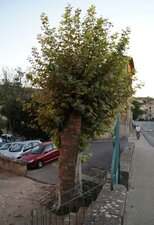 Platane