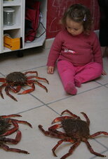 Araignées de mer