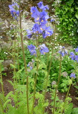 Polemonium caeruleum