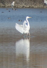 Grande aigrette