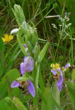Ophrys abeille (Ophrys apifera)