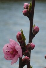 Fleur de pêcher