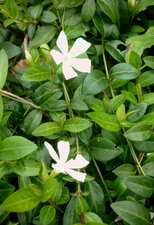 Petite pervenche blanche