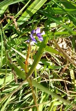 Polygala commun
