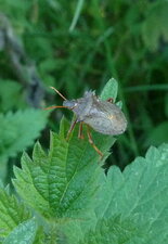 Punaise rousse commune - picromerus bidens 