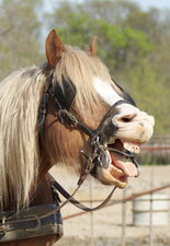 Cheval de trait