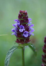 Prunella vulgaris - sous réserve