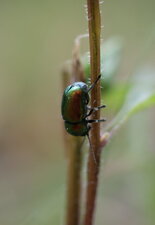 Chrysomèle