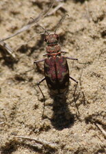 Cicindela flexuosa