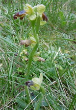 Ophrys bombyx (sous réserve)