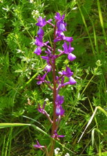 Orchidée à fleurs lâches (anacamptis latifolia