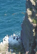 Nichée de Guillemots de Troïl