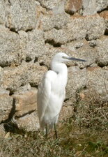 Aigrette garzette