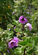 Lavatère arborescente (ou mauve royale)