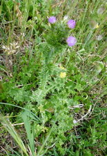 Chardon à petites capitules