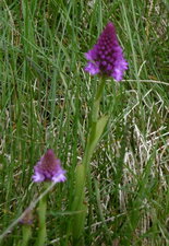Orchidée pyramidale