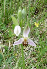 Orchidée abeille