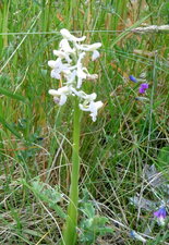 Orchidée bouffon (anacamptis morio)