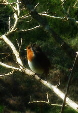 Rouge gorge familier