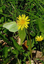 Papillon "citron"