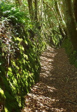 Chemin creux