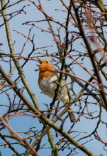 Rouge gorge familier
