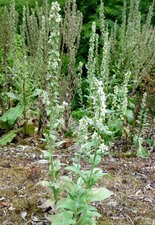 Molène lychnide (bouillon blanc femelle)