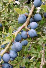 Prunelle (Prunus spinosa)