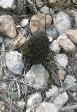 Morille noire (morchella elata)