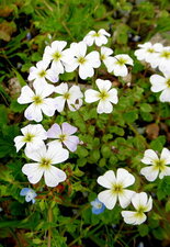 Cardamine des prés