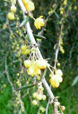 Epine vinette berberis