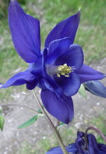 Ancolie de Bertolini