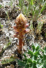 Orobanche du panicaut