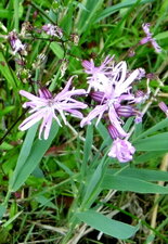 Lychnis fleur de coucou