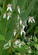 Fleurs de bégonia inconnu