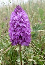 Orchidée pyramidale