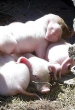 Porcelets "blancs de l