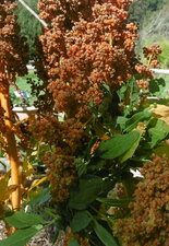 Quinoa