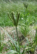 Millet