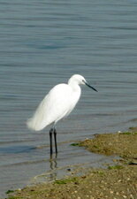 Aigrette garzette