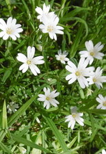 Stellaire holostée