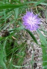 Jasione des montagnes